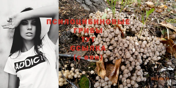 прущие грибы Баксан