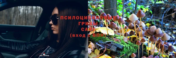 прущие грибы Баксан