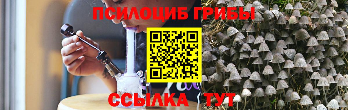 закладка  Дальнегорск  Галлюциногенные грибы Psilocybine cubensis 